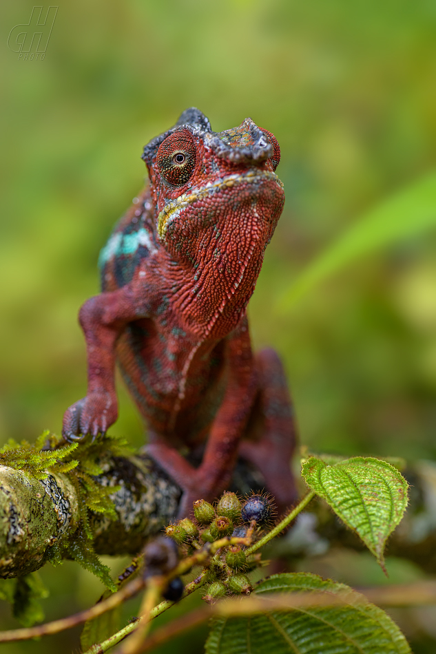 chameleon pardálí - Furcifer pardalis