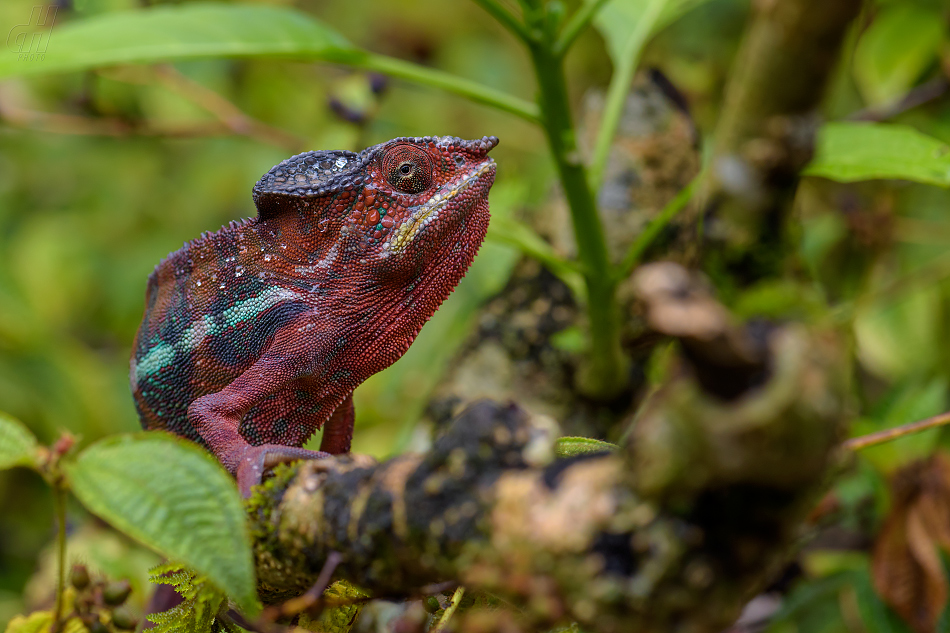 chameleon pardálí - Furcifer pardalis