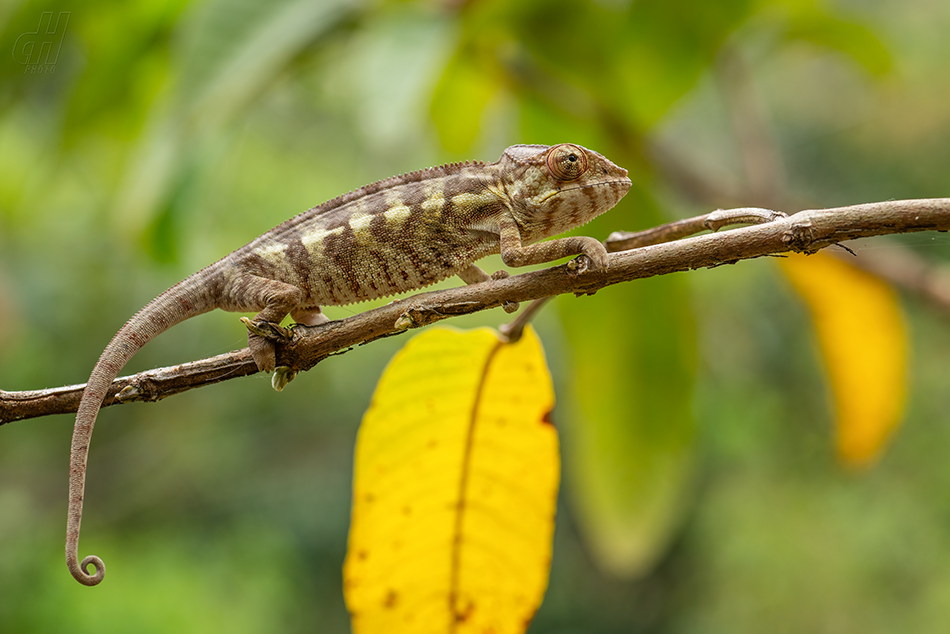 chameleon pardálí - Furcifer pardalis