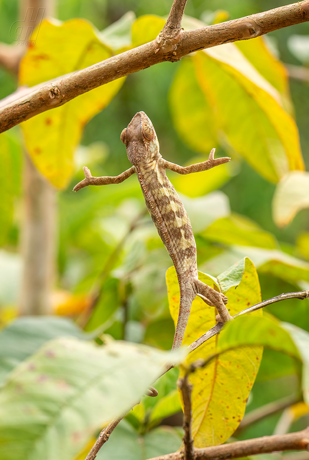 chameleon pardálí - Furcifer pardalis