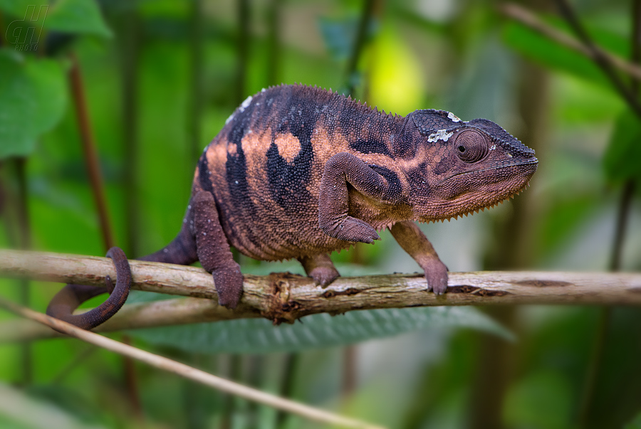 chameleon pardálí - Furcifer pardalis