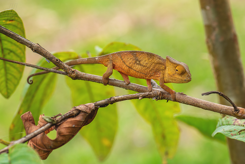 chameleon Parsonsův - Calumma parsonii