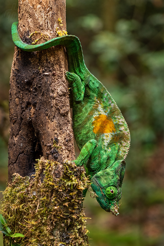 chameleon Parsonsův - Calumma parsonii