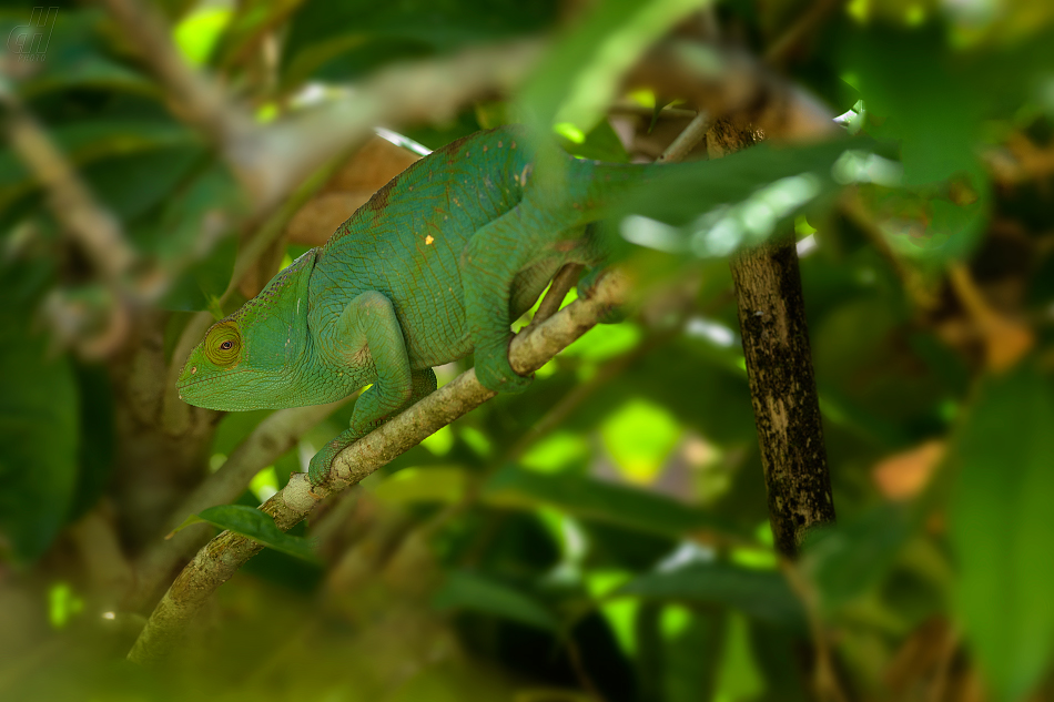 chameleon Parsonův - Calumma parsonii