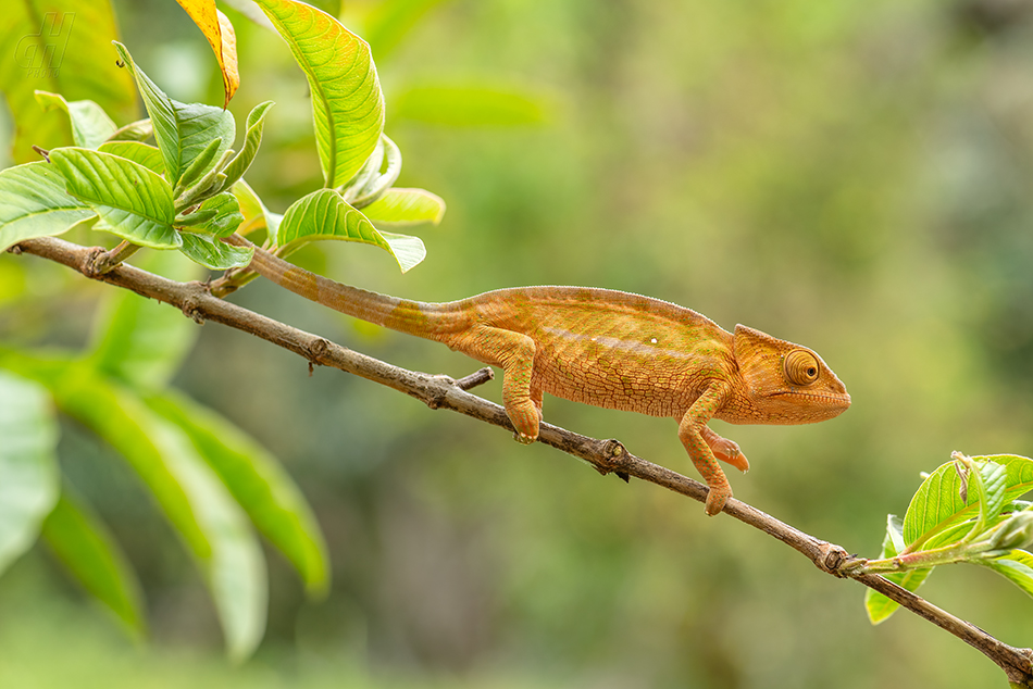 chameleon tupohlavý - Calumma globifer