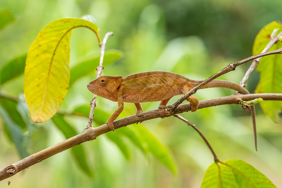 chameleon tupohlavý - Calumma globifer