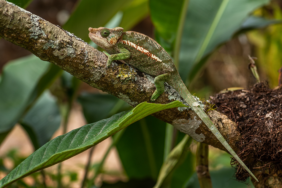 chameleon tupohlavý - Calumma globifer