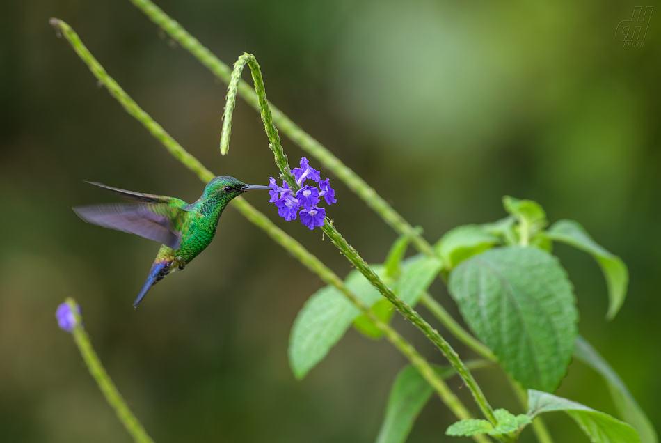 Chlorostilbon canivetii