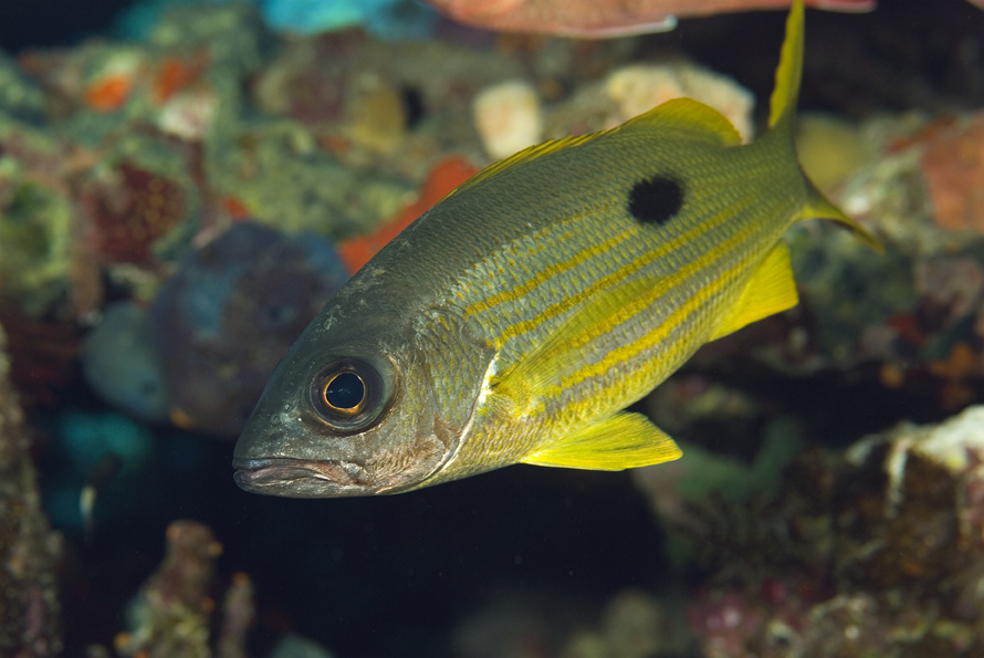 chňapal černoskvrnný - Lutjanus fulviflamma