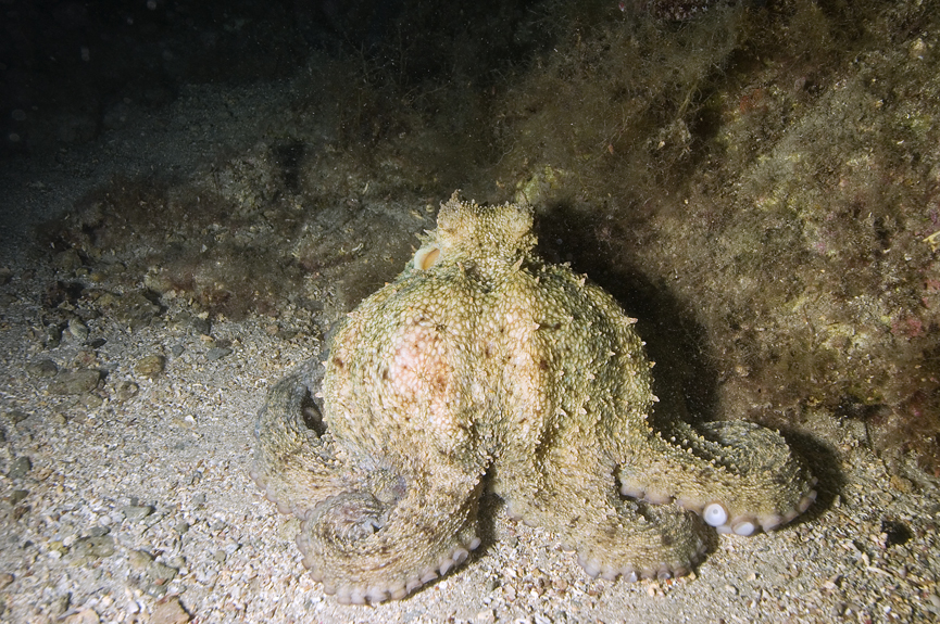 chobotnice pobřežní - Octopus vulgaris