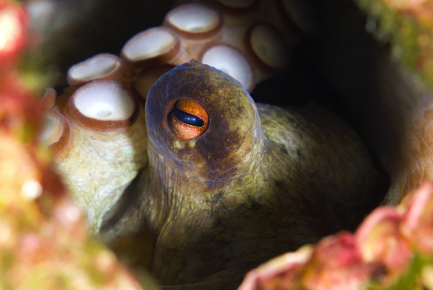 chobotnice pobřežní - Octopus vulgaris