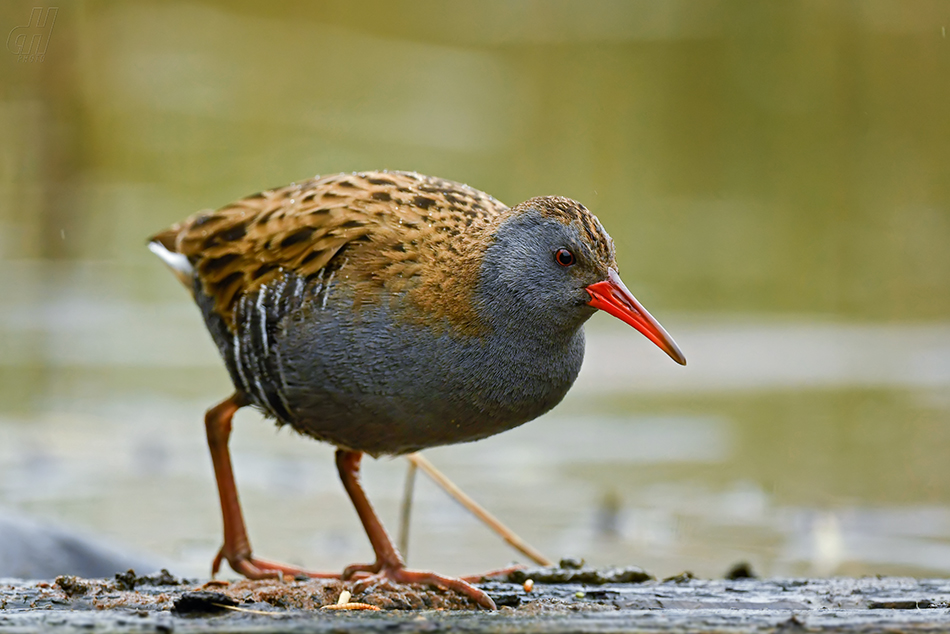 chřástal vodní - Rallus aquaticus