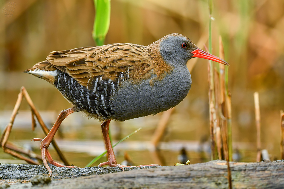 chřástal vodní - Rallus aquaticus