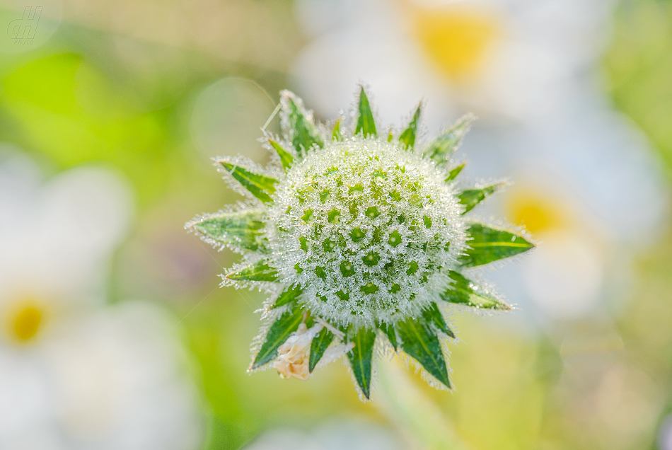 chrastavec rolní - Knautia arvensis