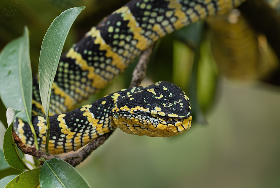 chřestýšovec Waglerův - Tropidolaemus wagleri