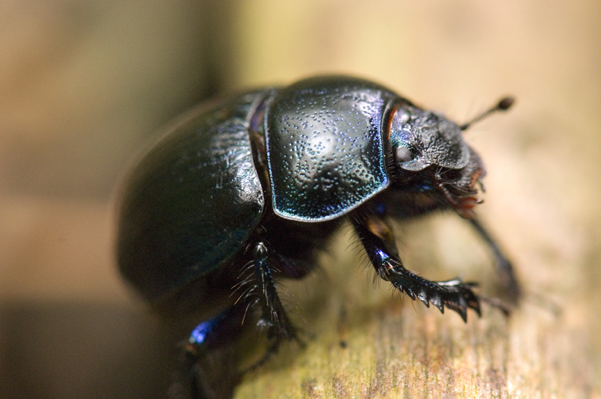 chrobák lesní - Anoplotrupes stercorosus