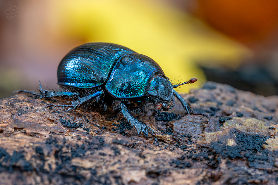 chrobák velký - Geotrupes stercorarius