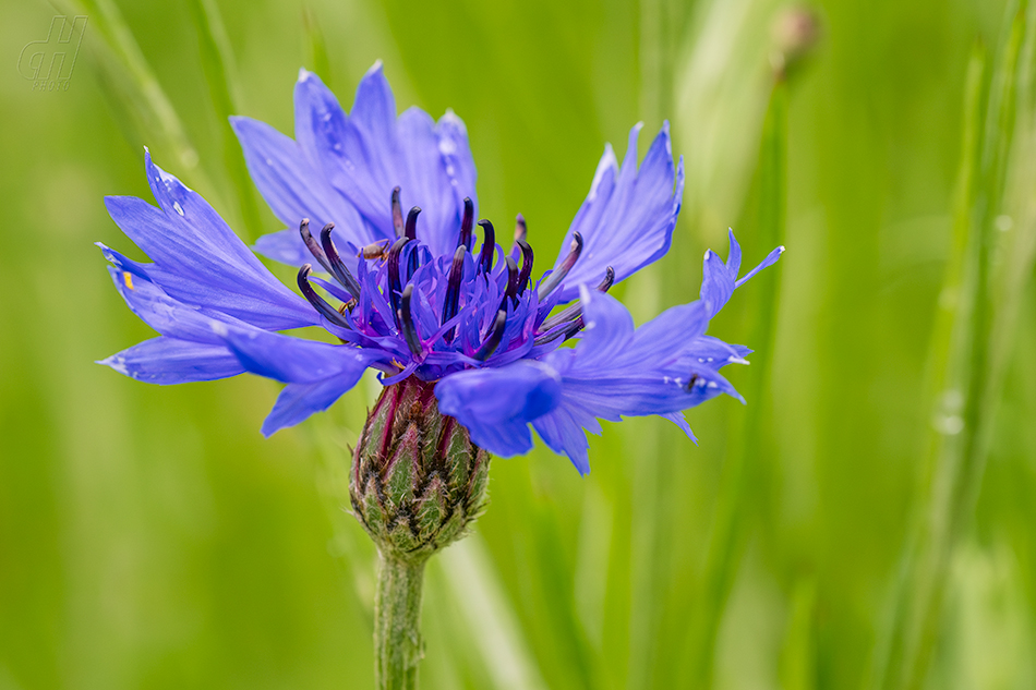 chrpa modrá - Centaurea cyanus