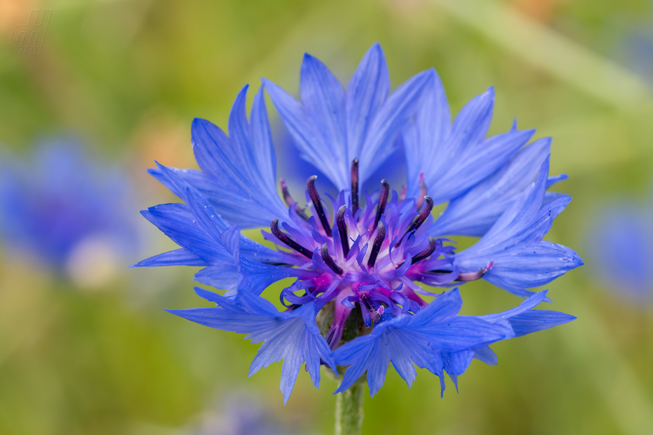 chrpa modrá - Centaurea cyanus