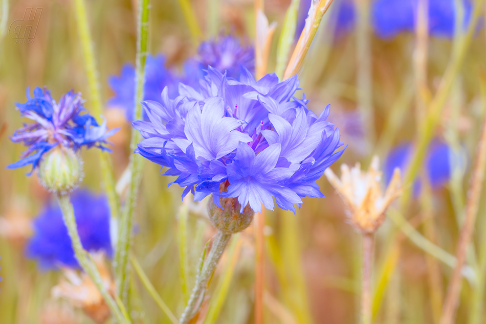 chrpa modrá - Centaurea cyanus