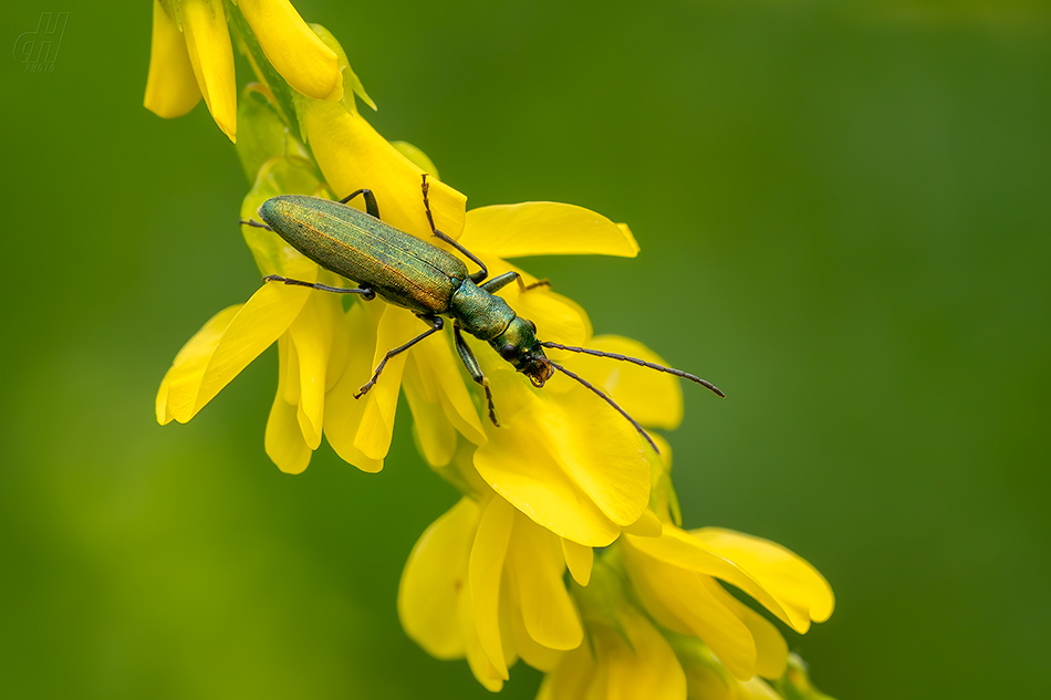 Chrysanthia viridissima