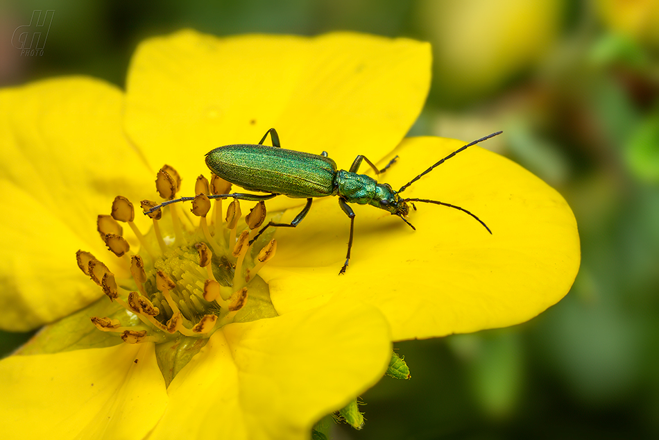 Chrysanthia viridissima