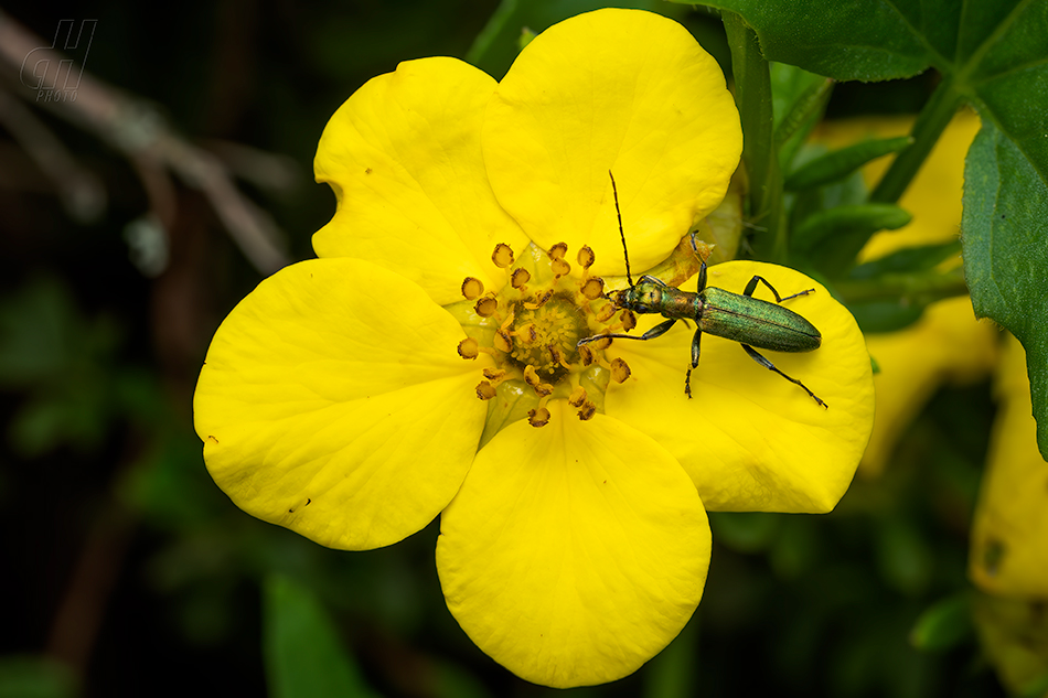 Chrysanthia viridissima