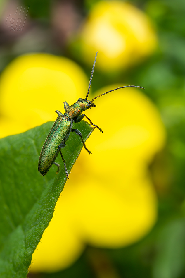 Chrysanthia viridissima