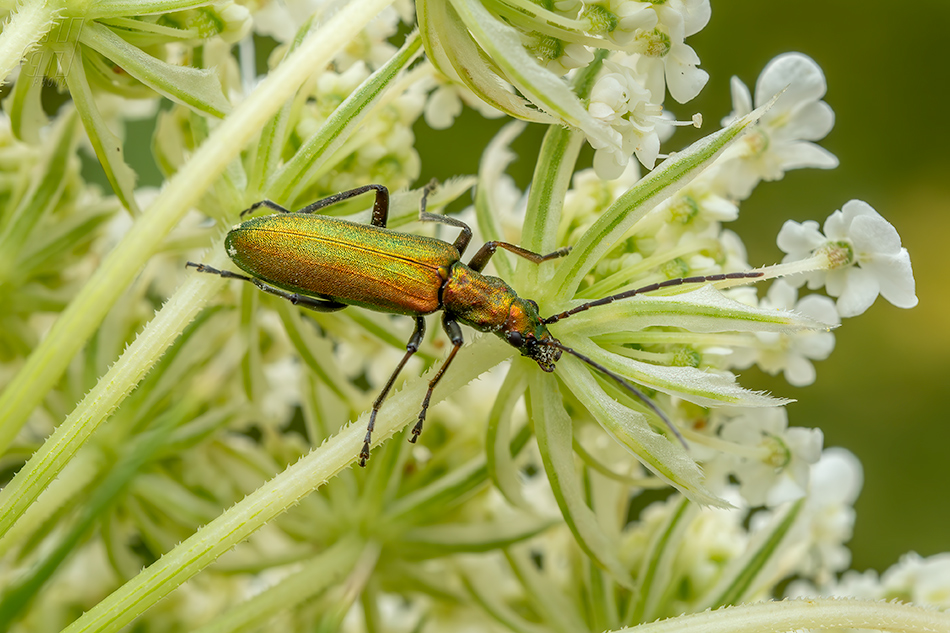 Chrysanthia viridissima