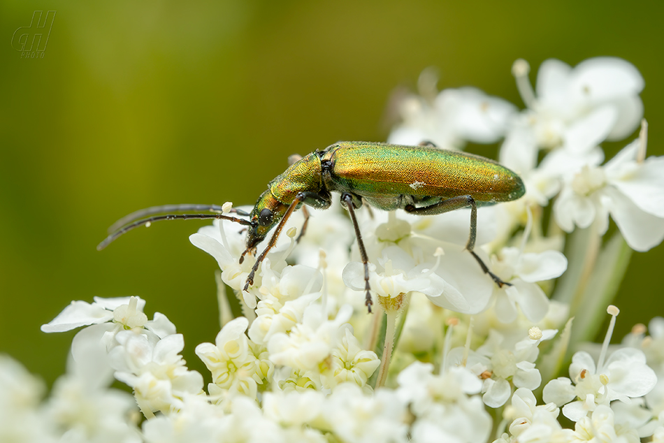 Chrysanthia viridissima