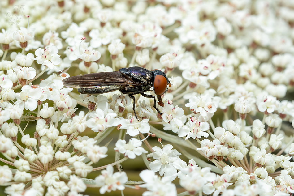 Chrysogaster solstitialis