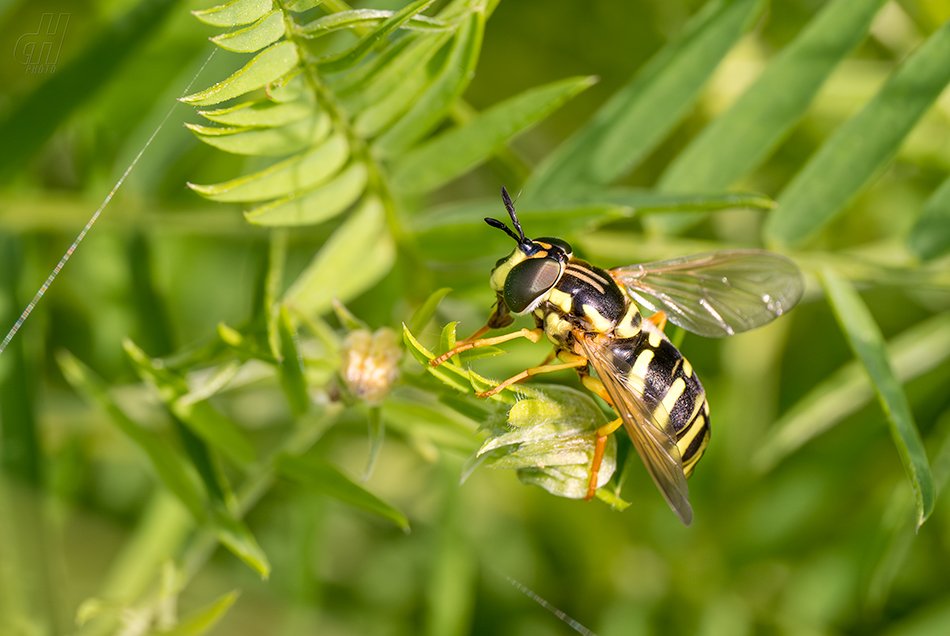 Chrysotoxum cautum