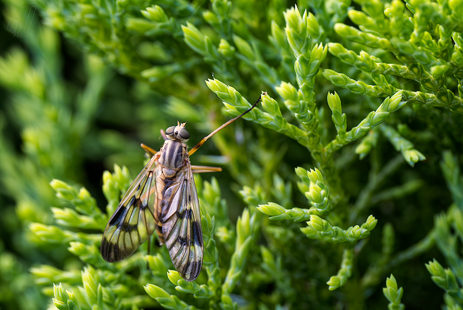 číhalka obecná - Rhagio scolopaceus