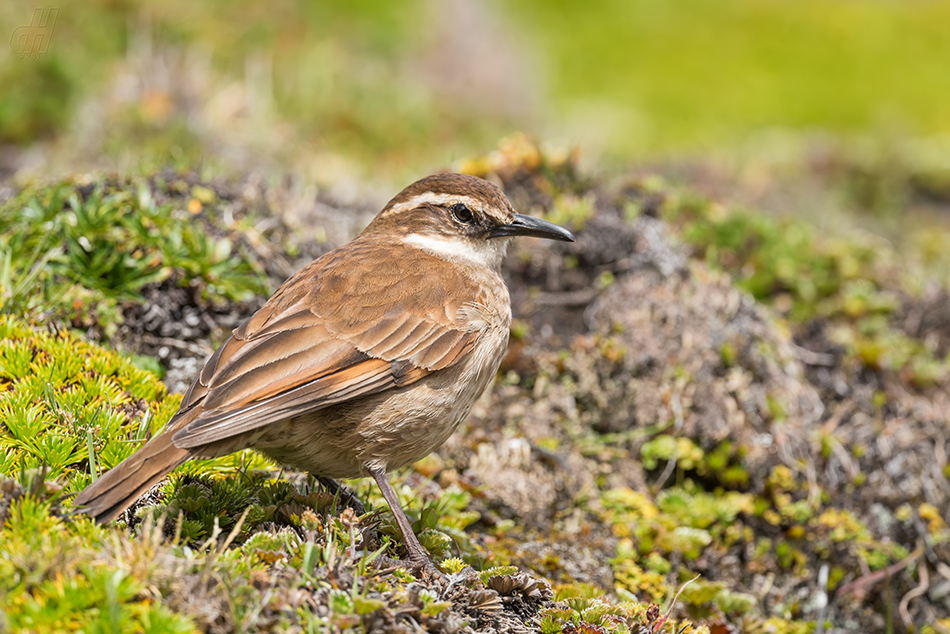 Cinclodes albidiventris