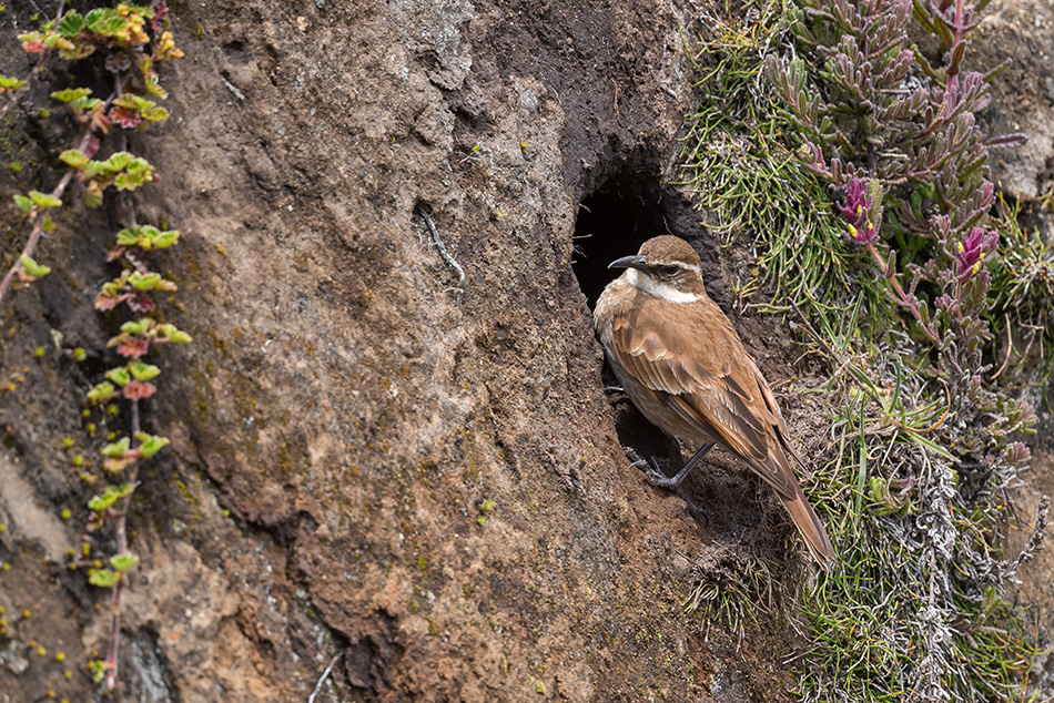 Cinclodes albidiventris