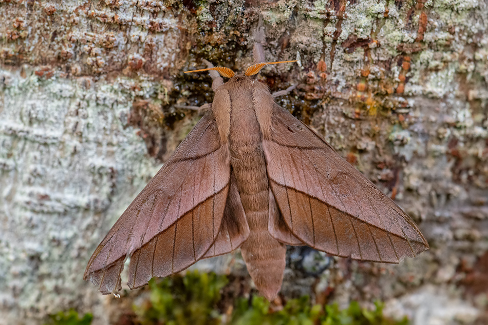 Citioica anthonilis