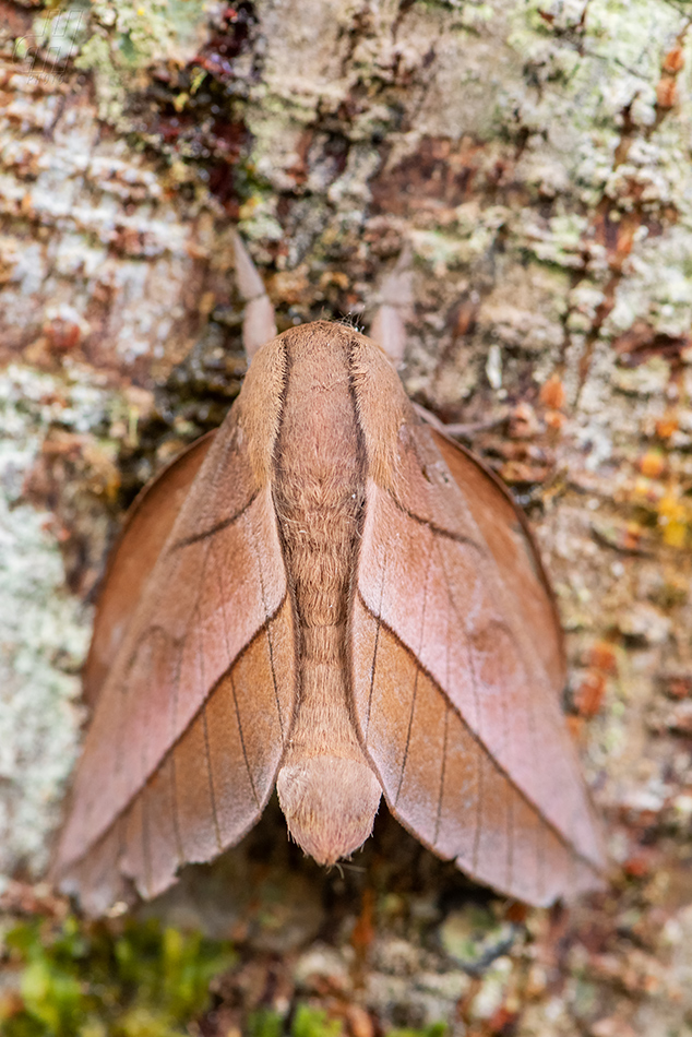 Citioica anthonilis