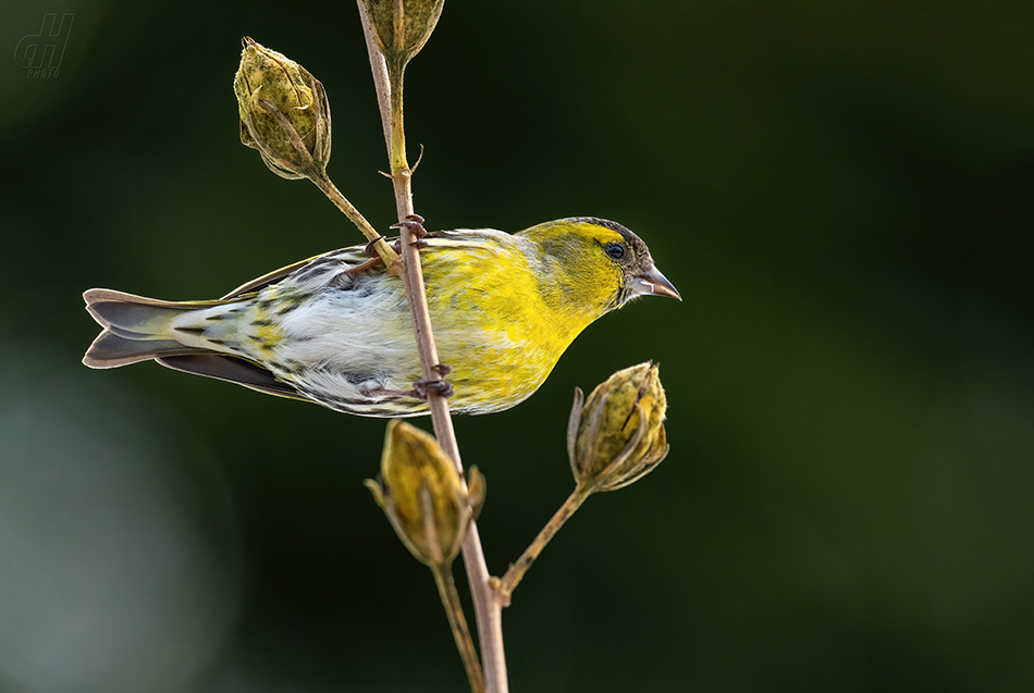 čížek lesní - Carduelis spinus