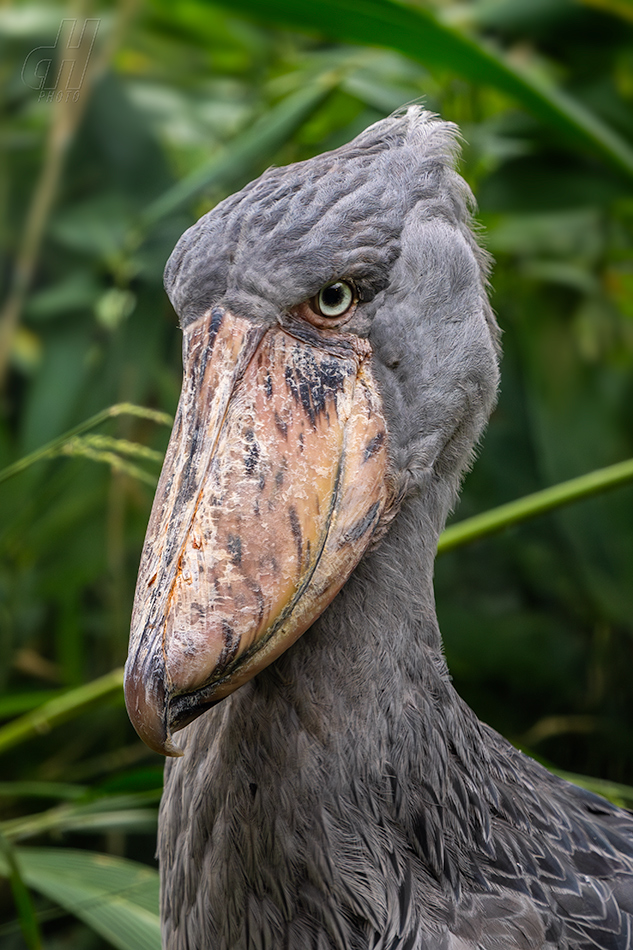 člunozobec africký - Balaeniceps rex