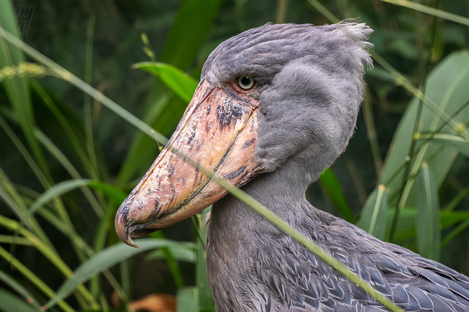 člunozobec africký - Balaeniceps rex