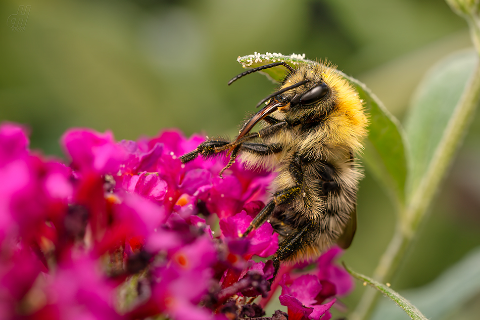 čmelák polní - Bombus pascuorum