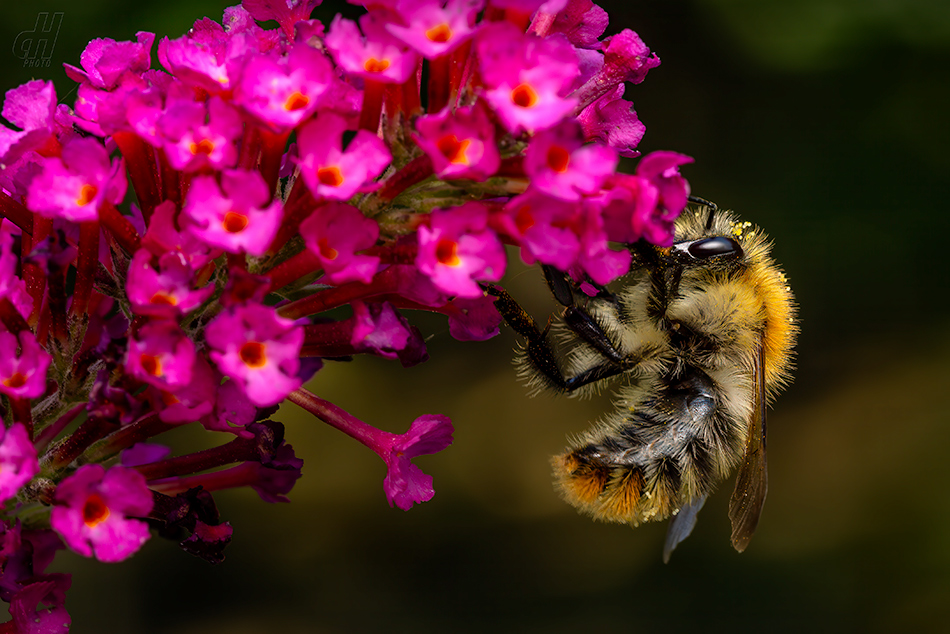 čmelák polní - Bombus pascuorum