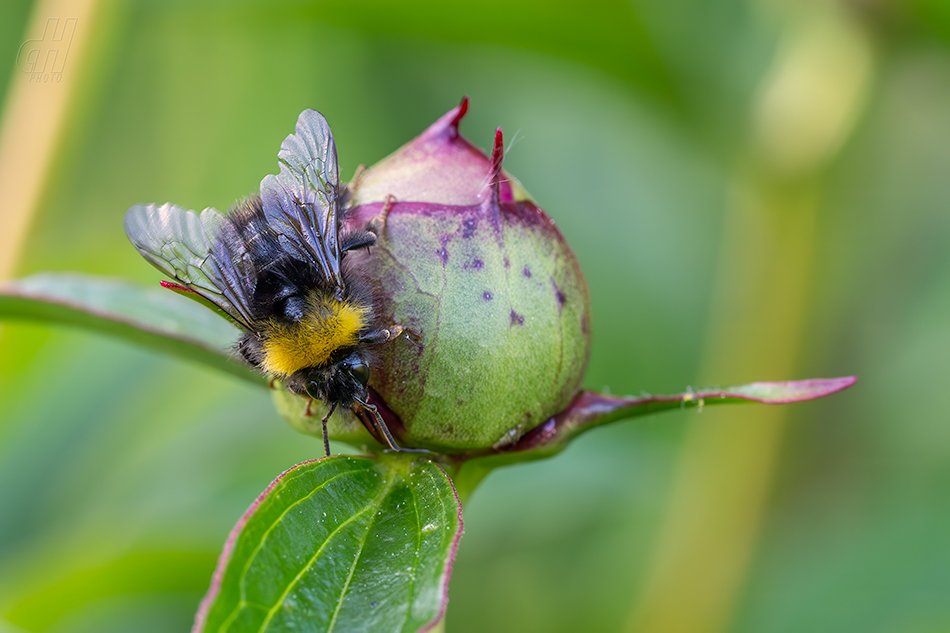 čmelák zemní - Bombus terrestris