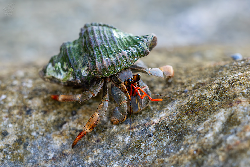 Coenobita violascens