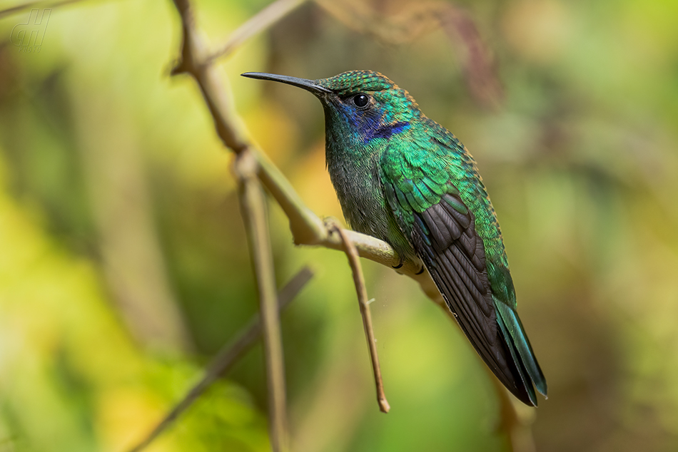 Colibri cyanotus