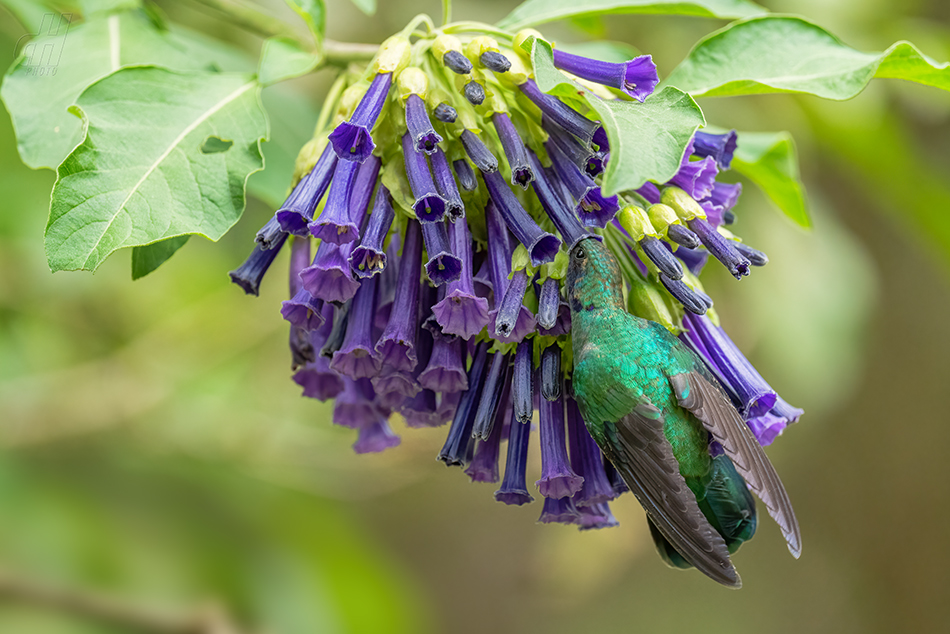 Colibri cyanotus