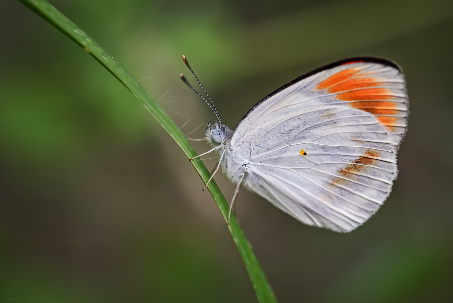 Colotis euippe