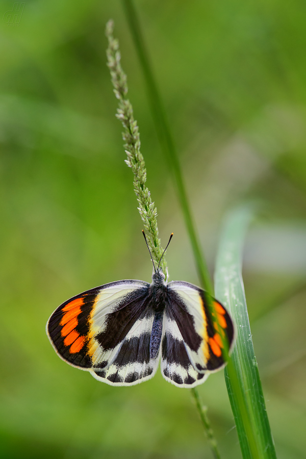 Colotis euippe