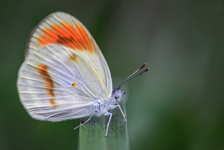 Colotis euippe