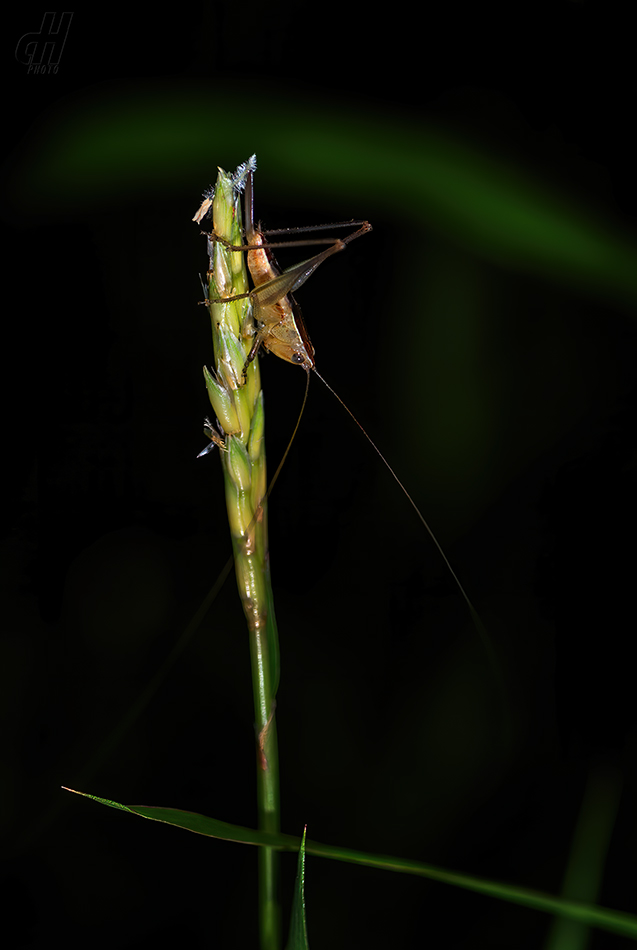 Conocephalus maculatus